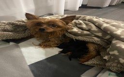 Yorkshire Terrier dogs for sale: Very Tiny,mini Yorkshire terrier🥰 BOY - Image 10
