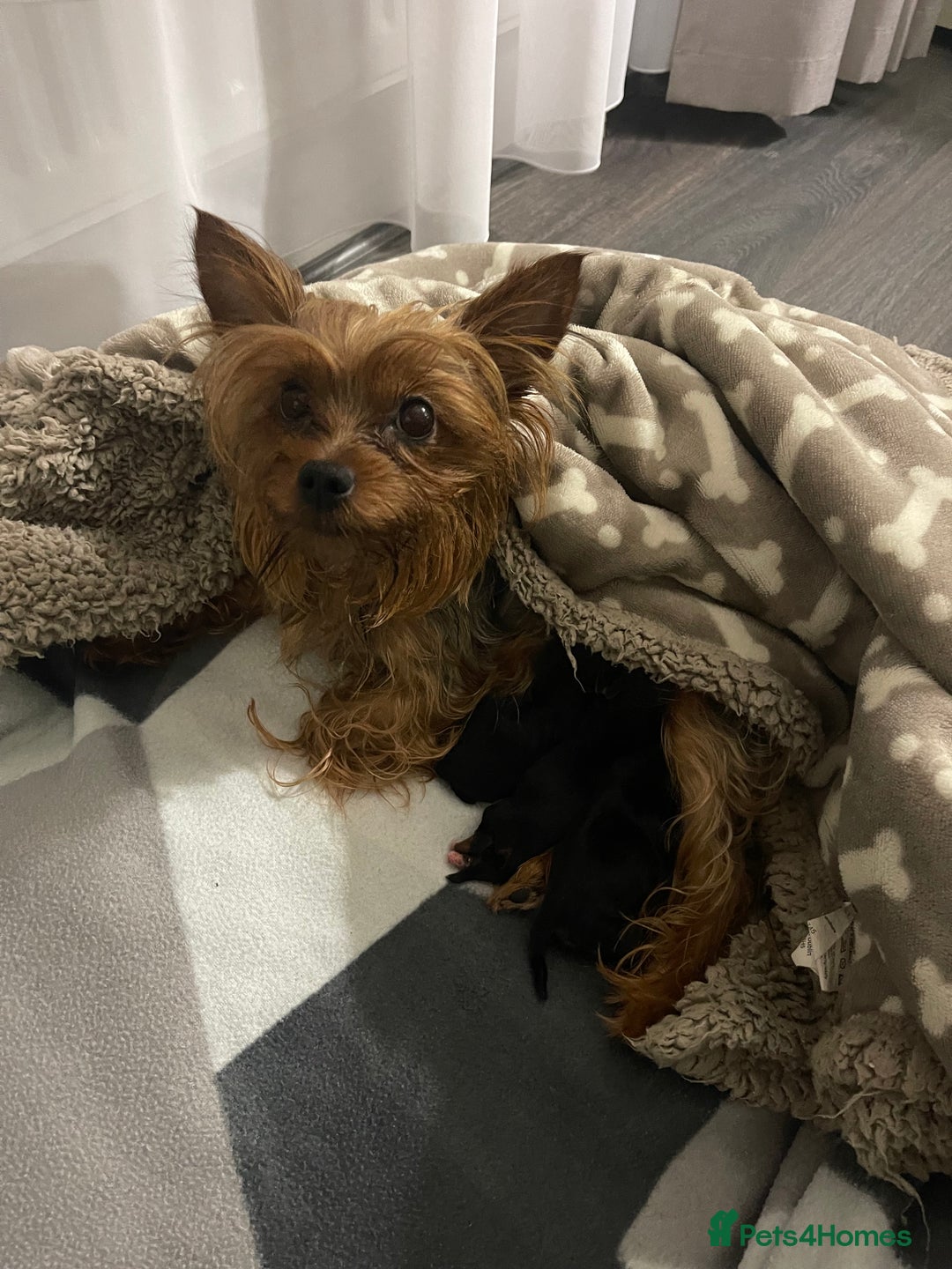 Yorkshire Terrier dogs for sale: Very Tiny,mini Yorkshire terrier🥰 BOY - Image 10