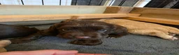 Cocker Spaniel dogs for sale: Beautiful proven cocker spaniels for sale - Advert 26