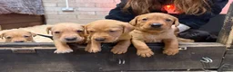 Labrador Retriever dogs for sale: Beautiful KC Lab Pups - Advert 4