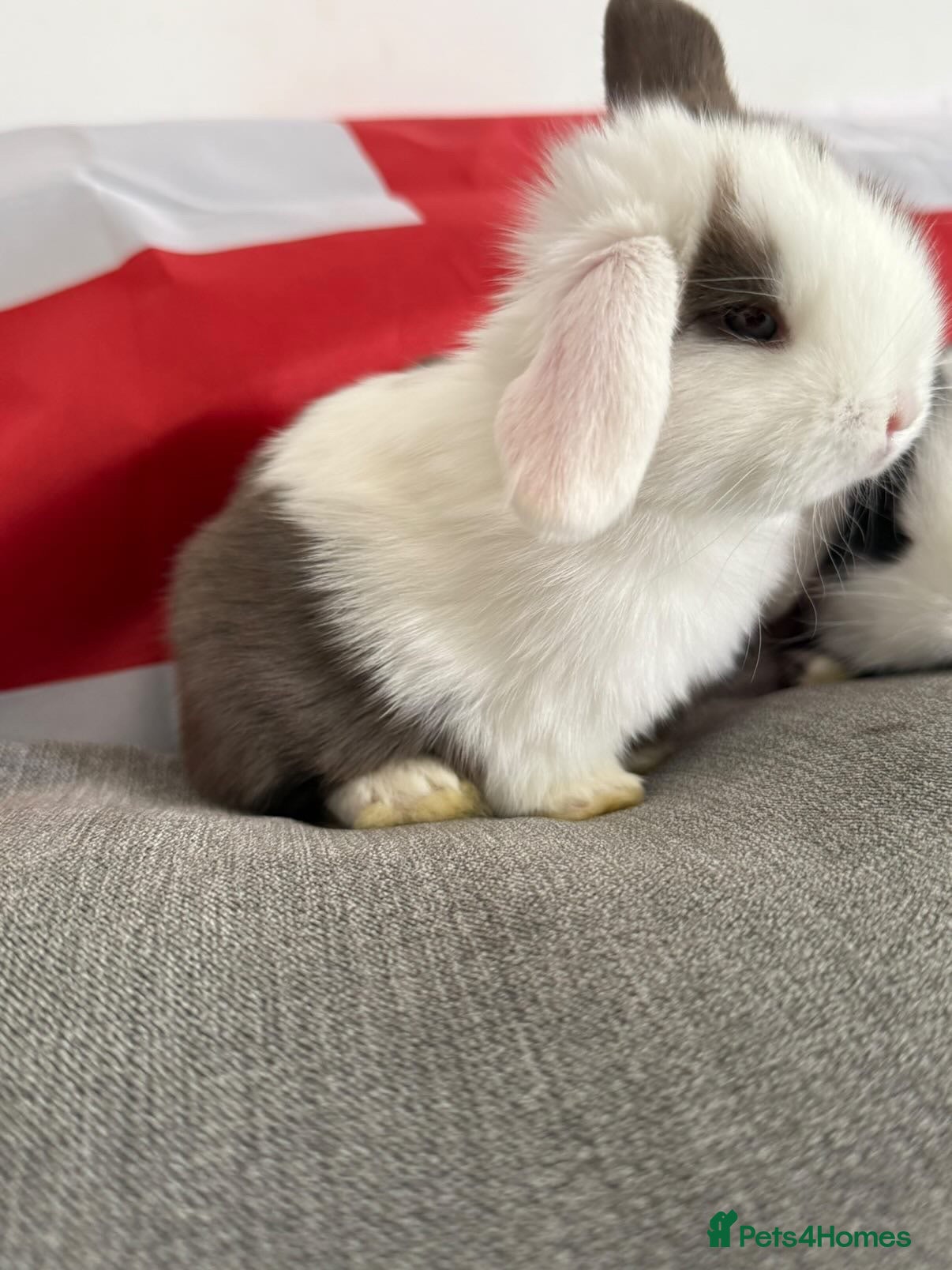 Mini Lop rabbits Please meet our gorgeous mini lops - Advert 2