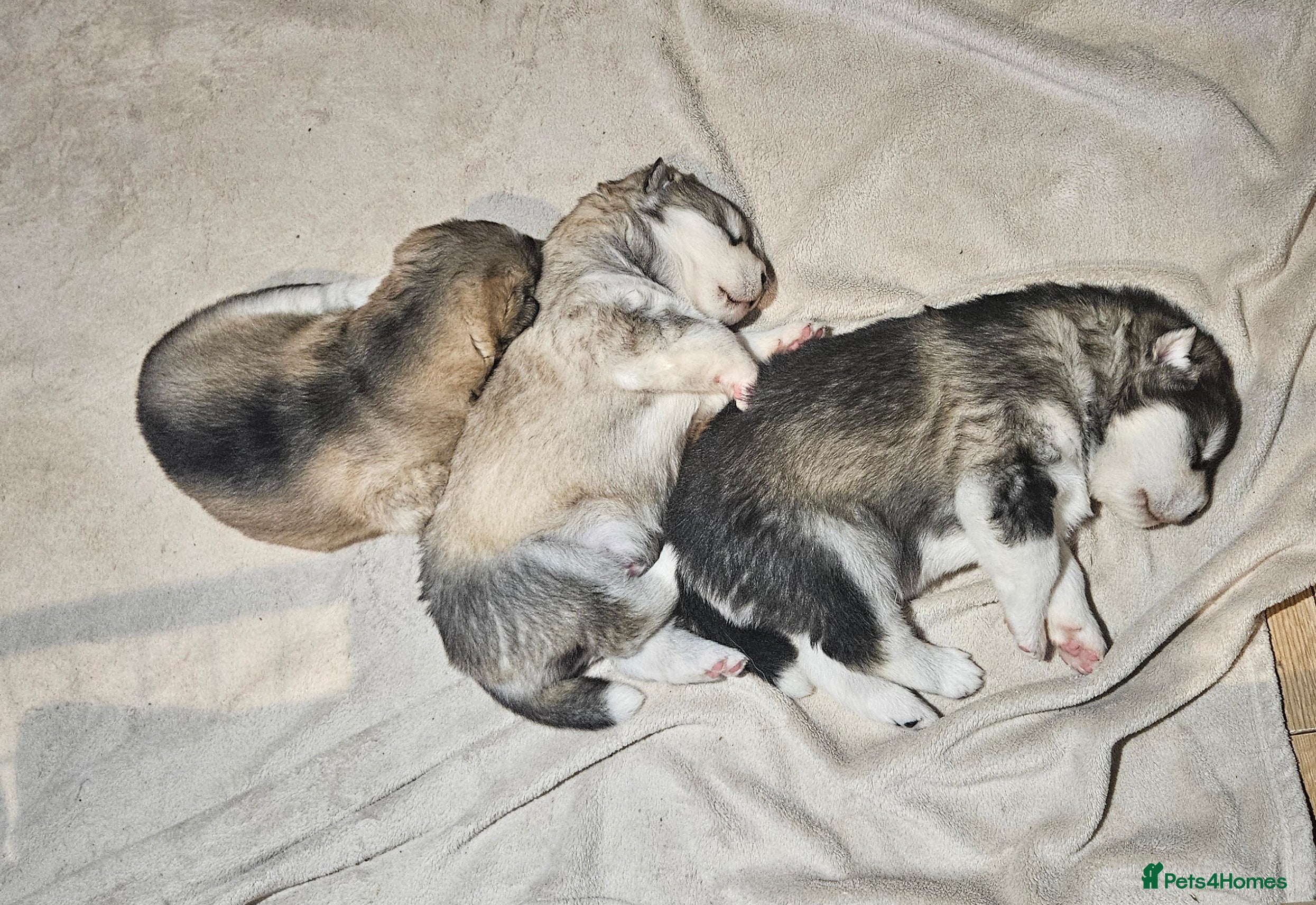 Alaskan Malamute dogs Litter B  - Advert 4