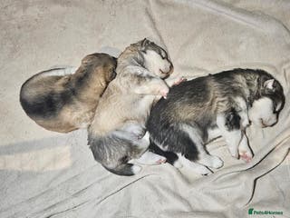 Alaskan Malamute dogs Litter B - Advert 4