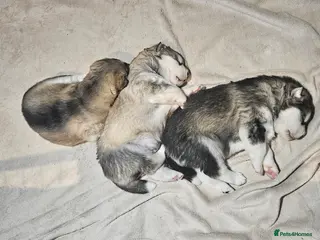 Alaskan Malamute dogs Litter B - Advert 6