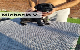 Cane Corso dogs for sale: Champion-Bloodline Cane Corso Puppies  - Image 5