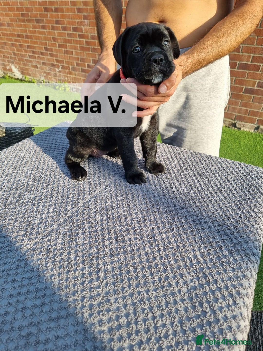 Cane Corso dogs for sale: Champion-Bloodline Cane Corso Puppies  - Image 5