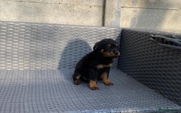 Rottweiler dogs for sale: Beautiful Rottweilers - Image 11