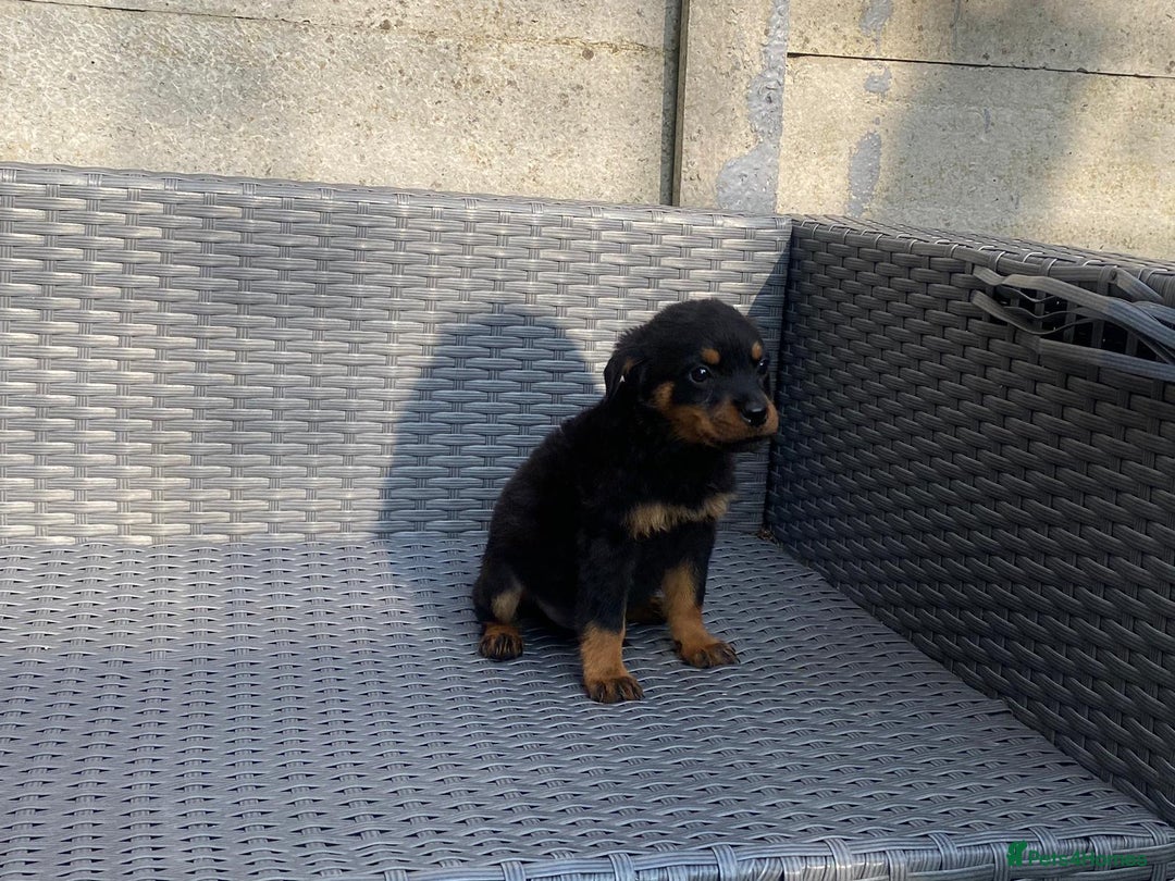 Rottweiler dogs for sale: Beautiful Rottweilers - Image 11