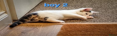 Boy 2