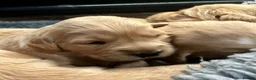 Golden Retriever dogs for sale: Stunning KC reg Golden Retriever babies - Advert 10