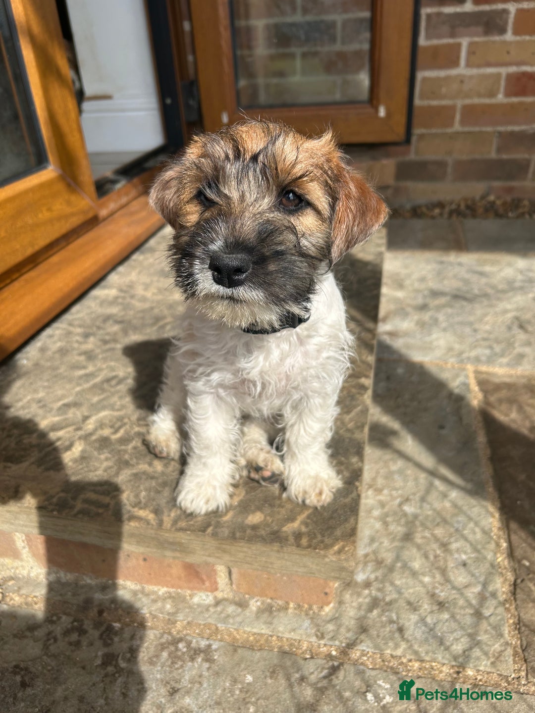 Jack Russell dogs for sale: Beautiful little Girl  - Image 1