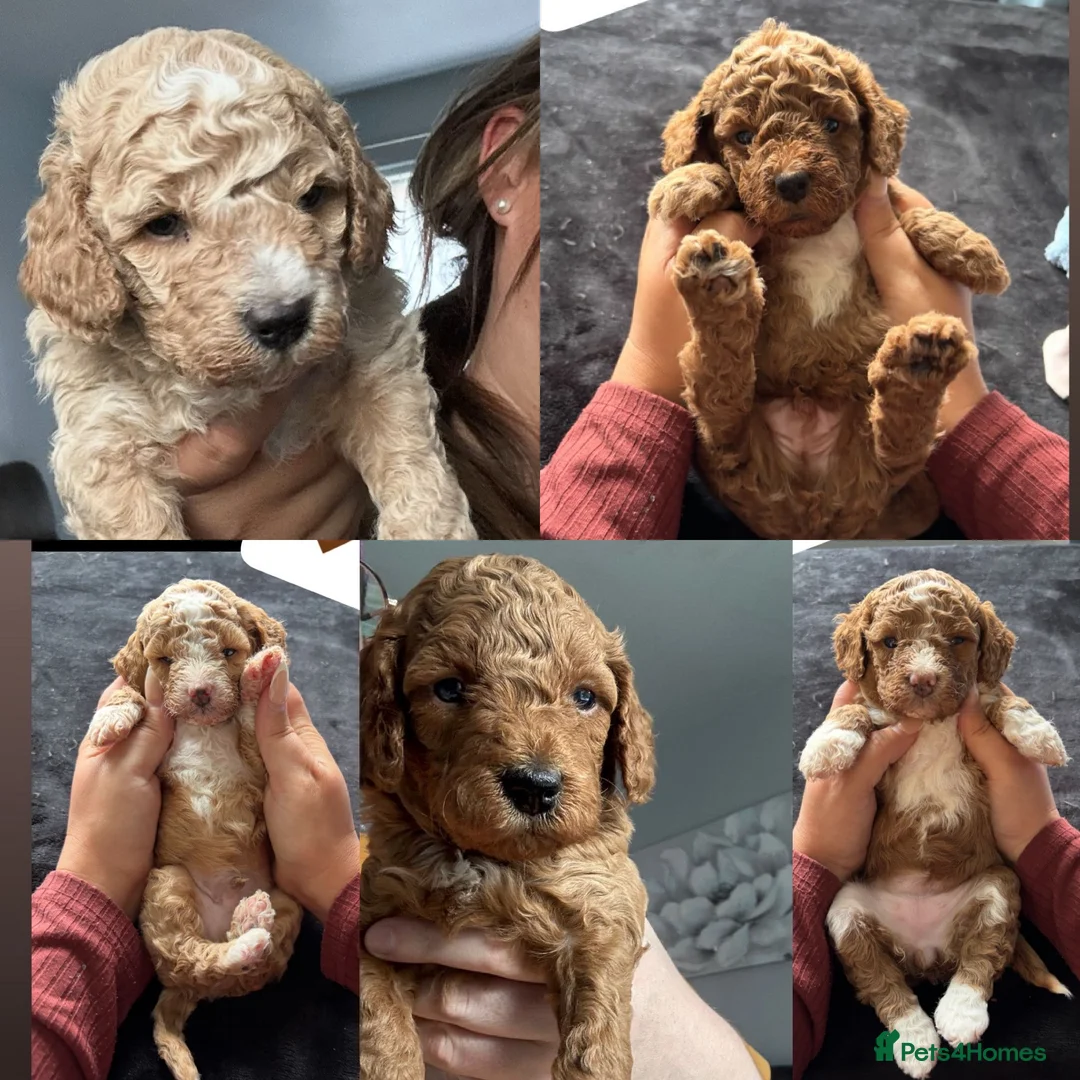 Toy Poodle dogs for stud: Jimmy tuxedo toy poodle  - Advert 2