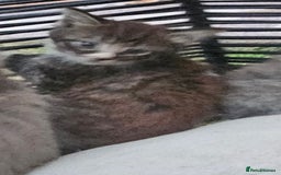 Persian cats for sale: Very beatifull perian kittens - Image 13