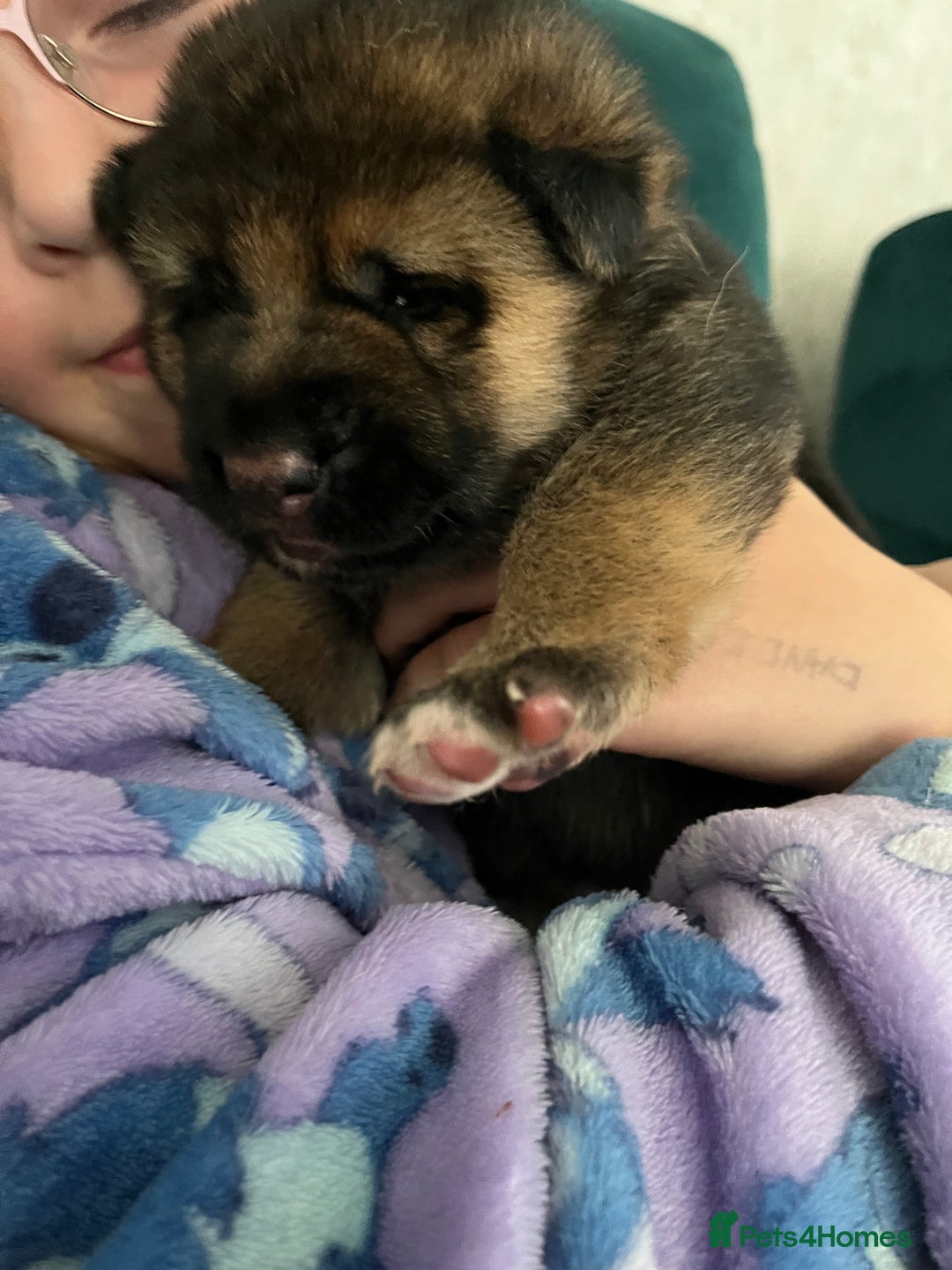 German Shepherd dogs for sale: Beautiful Straight Back German Shepherd  - Image 5