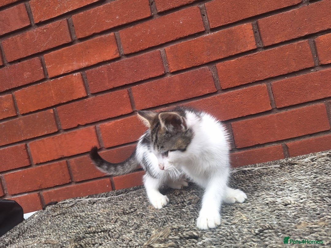 British Shorthair cats for sale: beautiful kittens available to pick up - Image 26