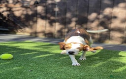 Beagle dogs for adoption: Sweet Mayli is ready for her forever home - Image 8