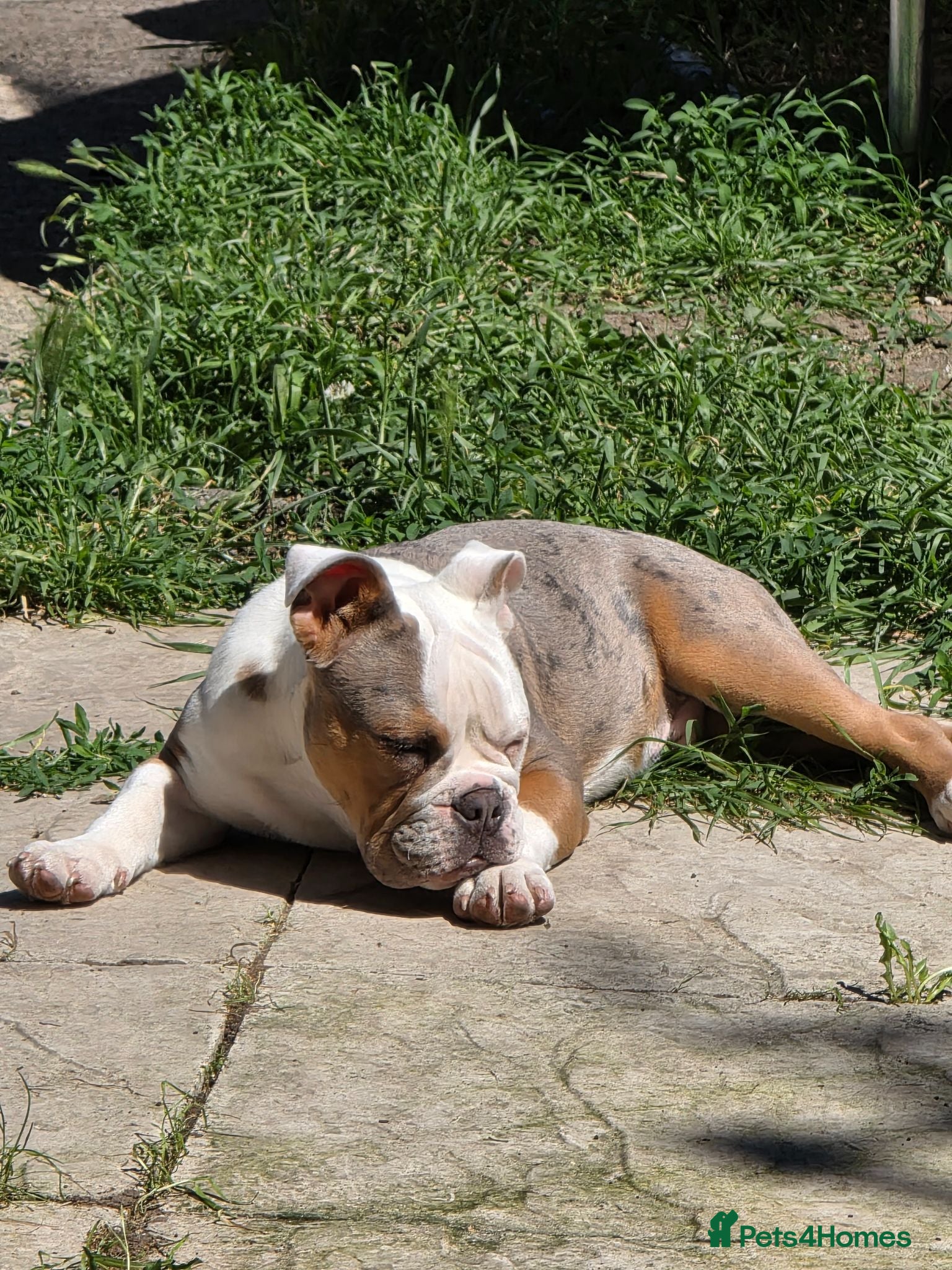 Olde English Bulldogge dogs Old english bulldogs male  - Advert 6