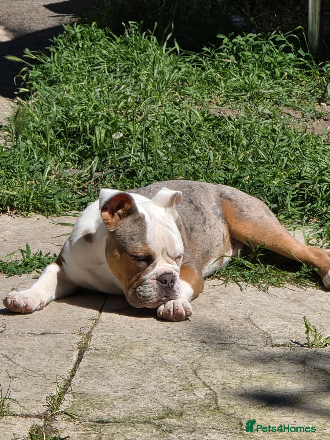 Olde English Bulldogge dogs for sale: Old english bulldogs male  - Advert 1