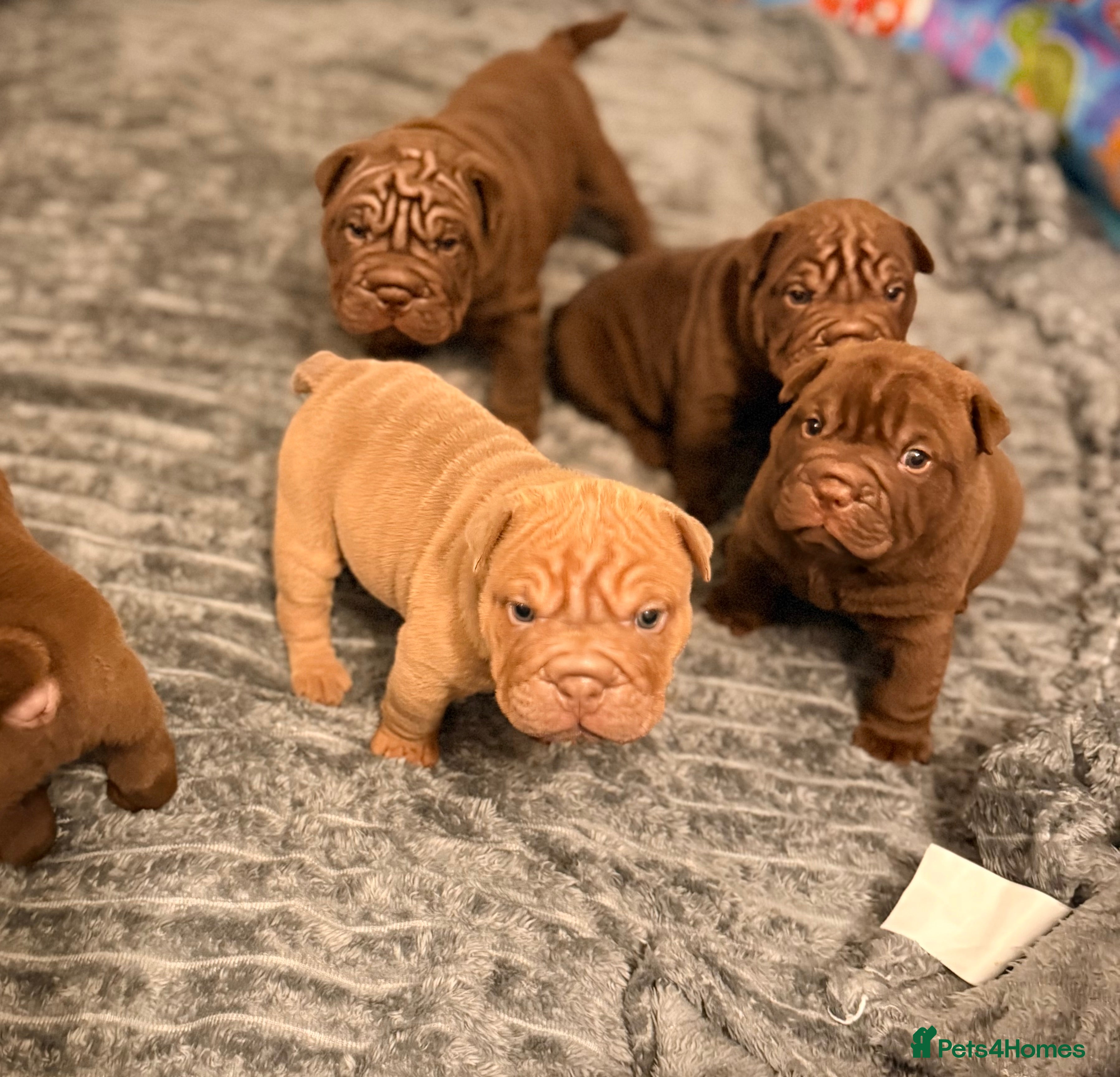 Mixed Breed dogs Gawjuss Bullpei Puppies 🐶 - Advert 1