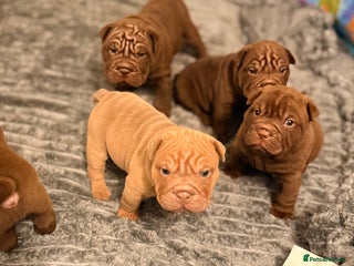 Mixed Breed dogs Gawjuss Bullpei Puppies 🐶 - Advert 15