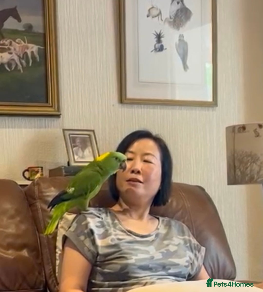 Parrots birds for sale: Yellow naped amazon - Image 4