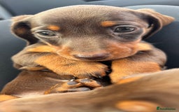 Miniature Dachshund dogs for sale: Miniature dachshunds - Image 34