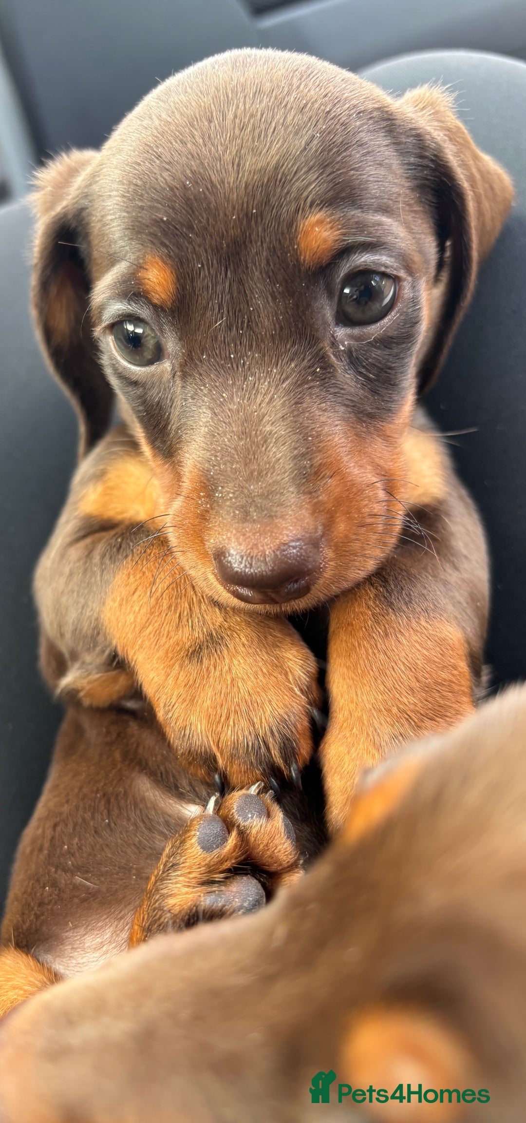 Miniature Dachshund dogs for sale: Miniature dachshunds - Image 34