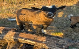 Goats livestock for sale: Wether Pygmy goats - Image 3