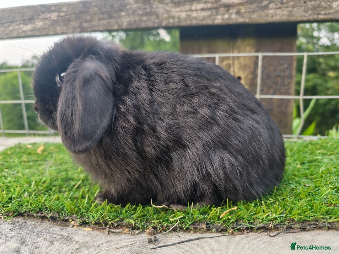 Mini Lop rabbits for sale: Various Mini Lop Babies  - Advert 6