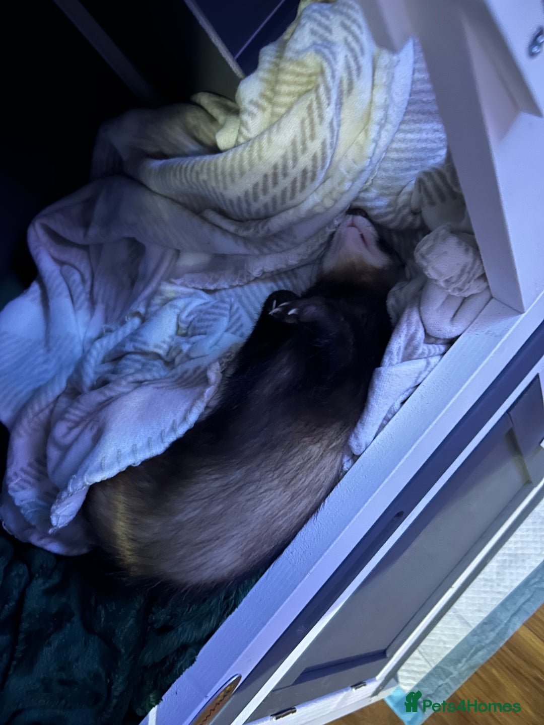 Ferret rodents for sale: 2 female ferrets for sale  - Advert 3
