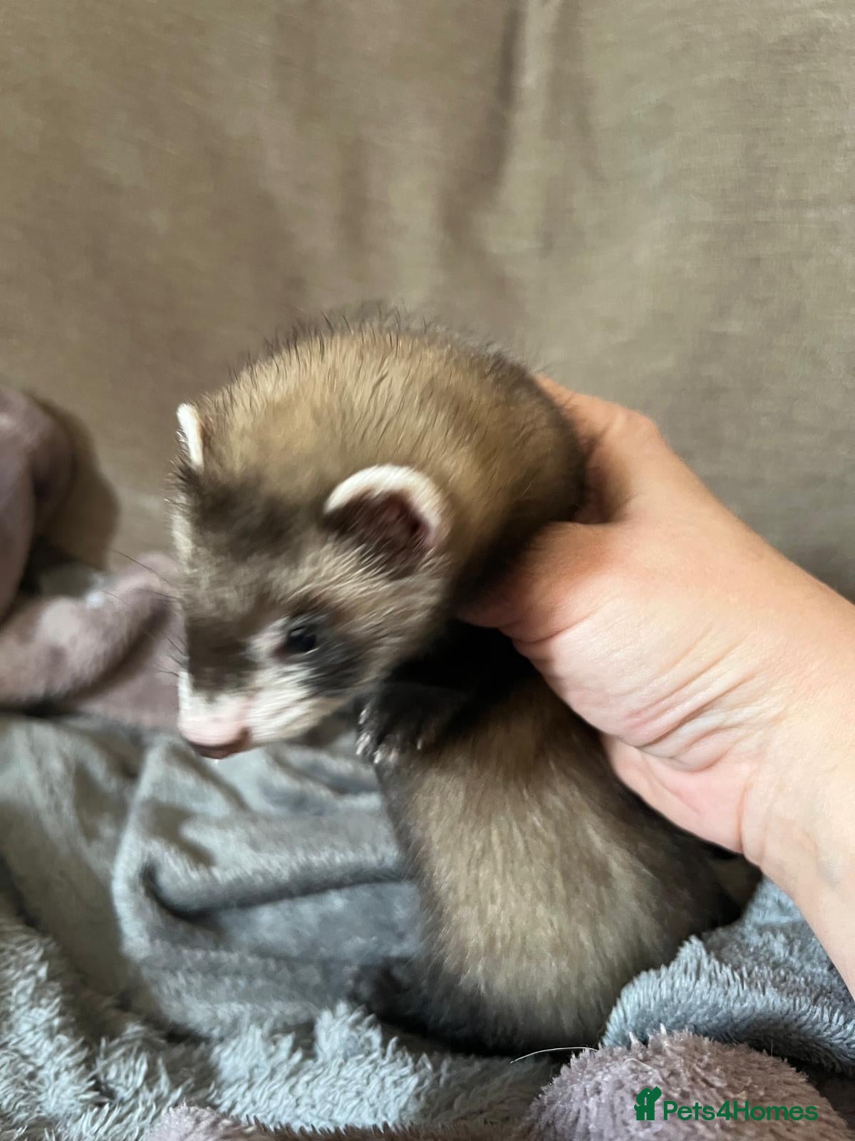 Ferret rodents for sale: Adorable Baby Ferrets  - Advert 7