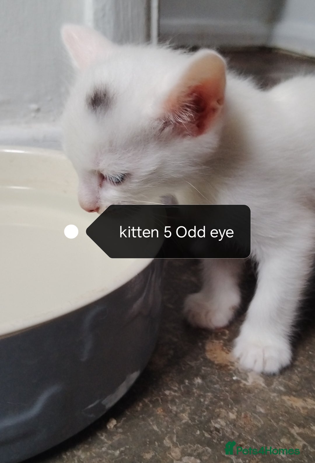Mixed Breed cats for sale: White / Odd eye / black  Russian mix kittens /  - Image 10