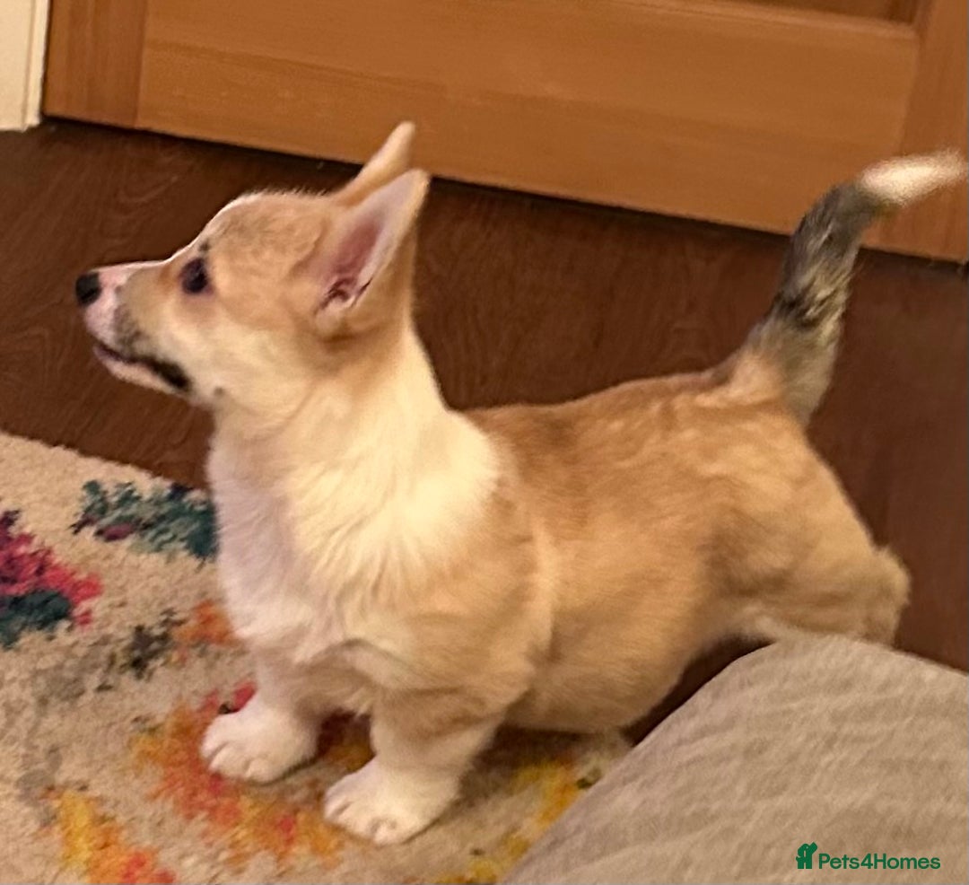 Welsh Corgi Pembroke dogs for sale: Absolutely gorgeous Corgi Puppy  - Advert 5