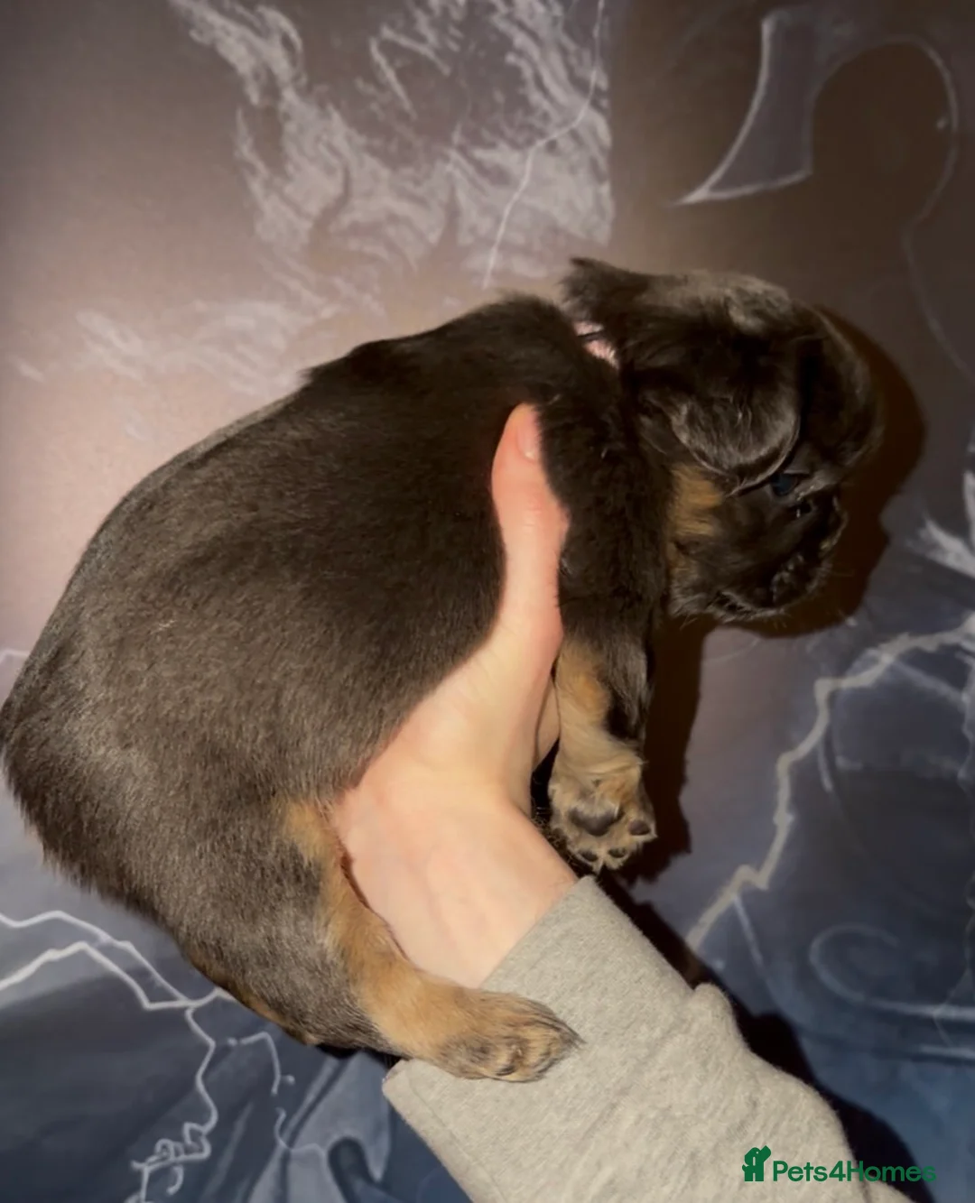 French Bulldog dogs for sale: Top quality fluffy Frenchbulldogs - Advert 27