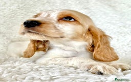 Cocker Spaniel dogs for sale: Golden Roan Full Health Tests Showline KC Reg Pups - Image 9
