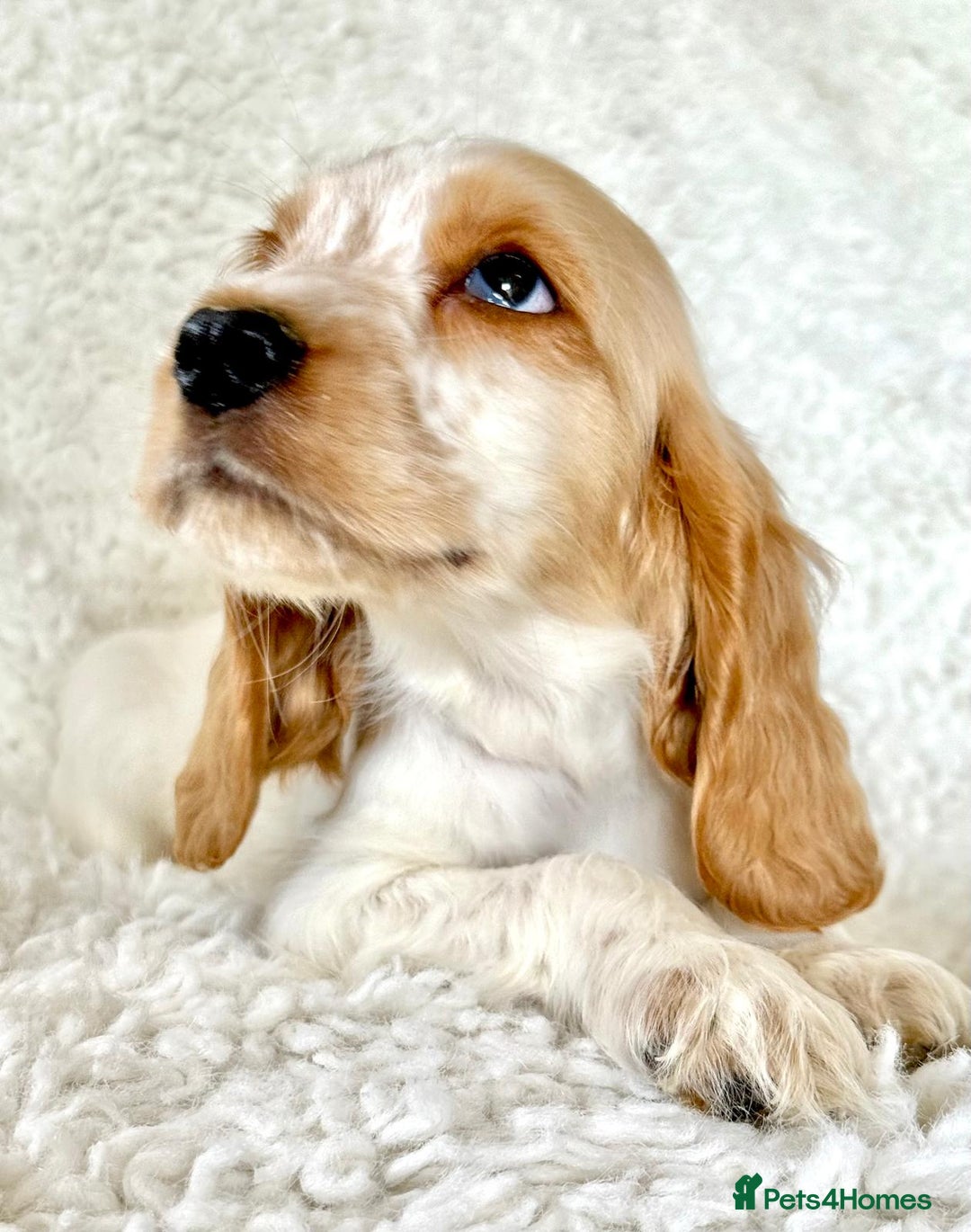 Cocker Spaniel dogs for sale: Golden Roan Full Health Tests Showline KC Reg Pups - Image 9
