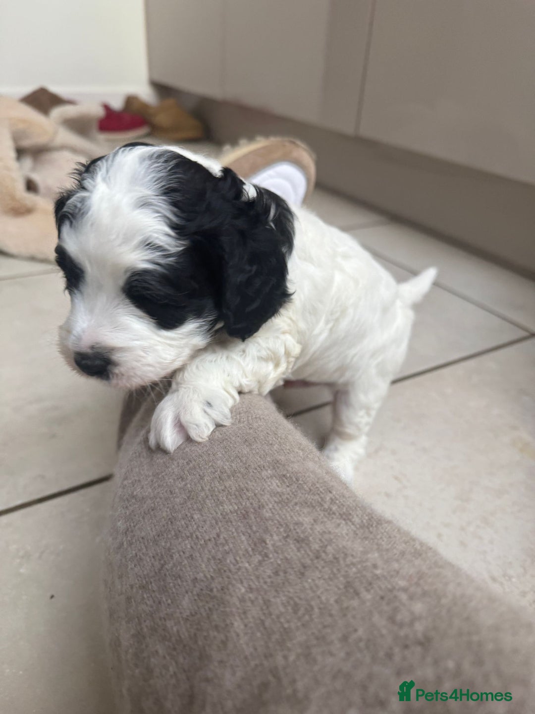 Australian Labradoodle dogs for sale: Australian Labradoodles Puppies - Advert 6