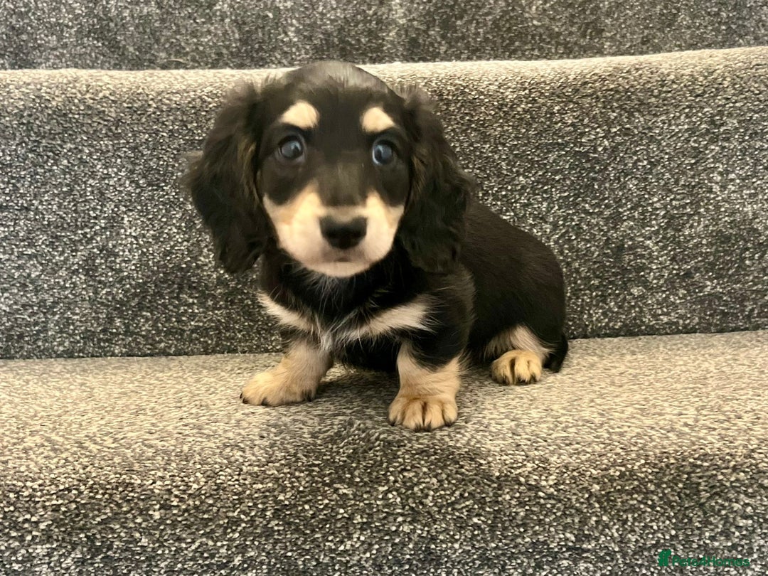 Miniature Dachshund dogs for sale: READY NOW Cream Longhair miniature dachshunds  - Image 7