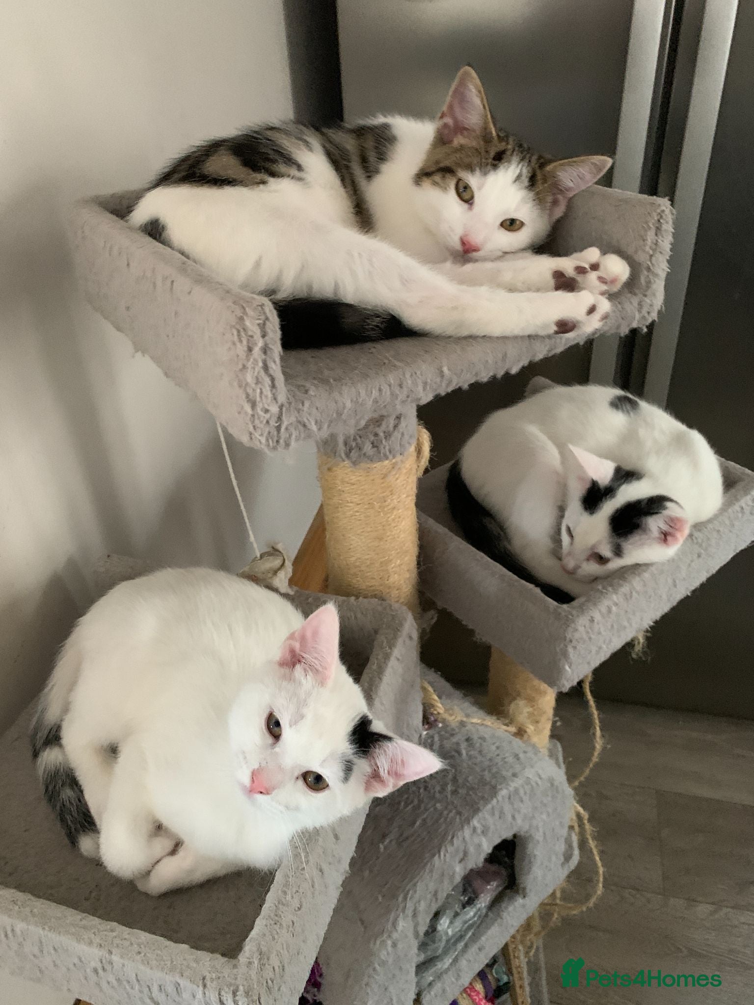 Mixed Breed cats Beautiful Mixed Kittens x5 - Microchipped - READY - Advert 1