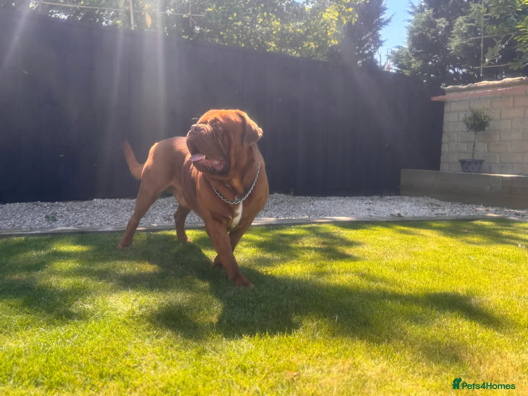 Dogue De Bordeaux dogs for stud: **STUD** not for sale kc Bordeaux  - Advert 11