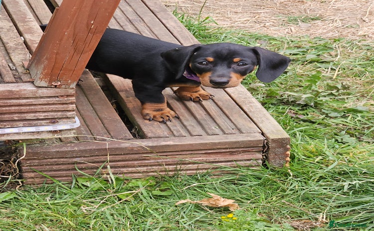 Miniature Dachshund dogs in Barnsley - Advert 3