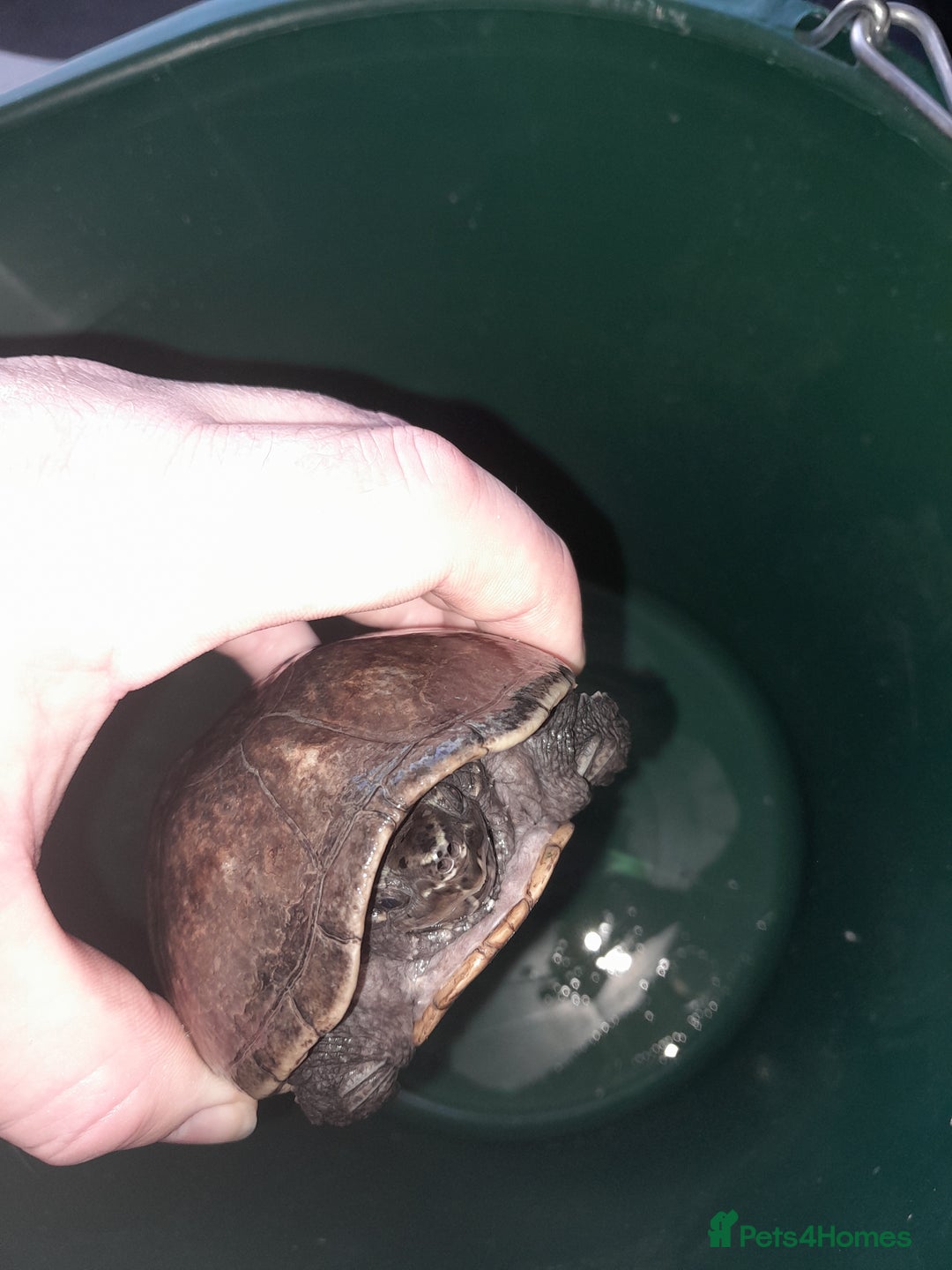 Turtle reptiles for sale: Free musk turtle  - Image 2