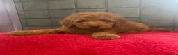 Miniature Poodle dogs for sale: Stunning Fox Red Minature Poodle Pups  - Advert 17