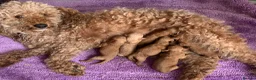 Toy Poodle dogs for sale: Beautiful Red Toy Poodle Puppies For Sale - Advert 9