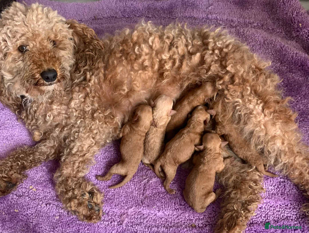 Toy Poodle dogs for sale: Beautiful Red Toy Poodle Puppies For Sale - Advert 9
