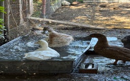 Ducks poultry for sale: Gorgeous cherry valley ducks  - Image 1