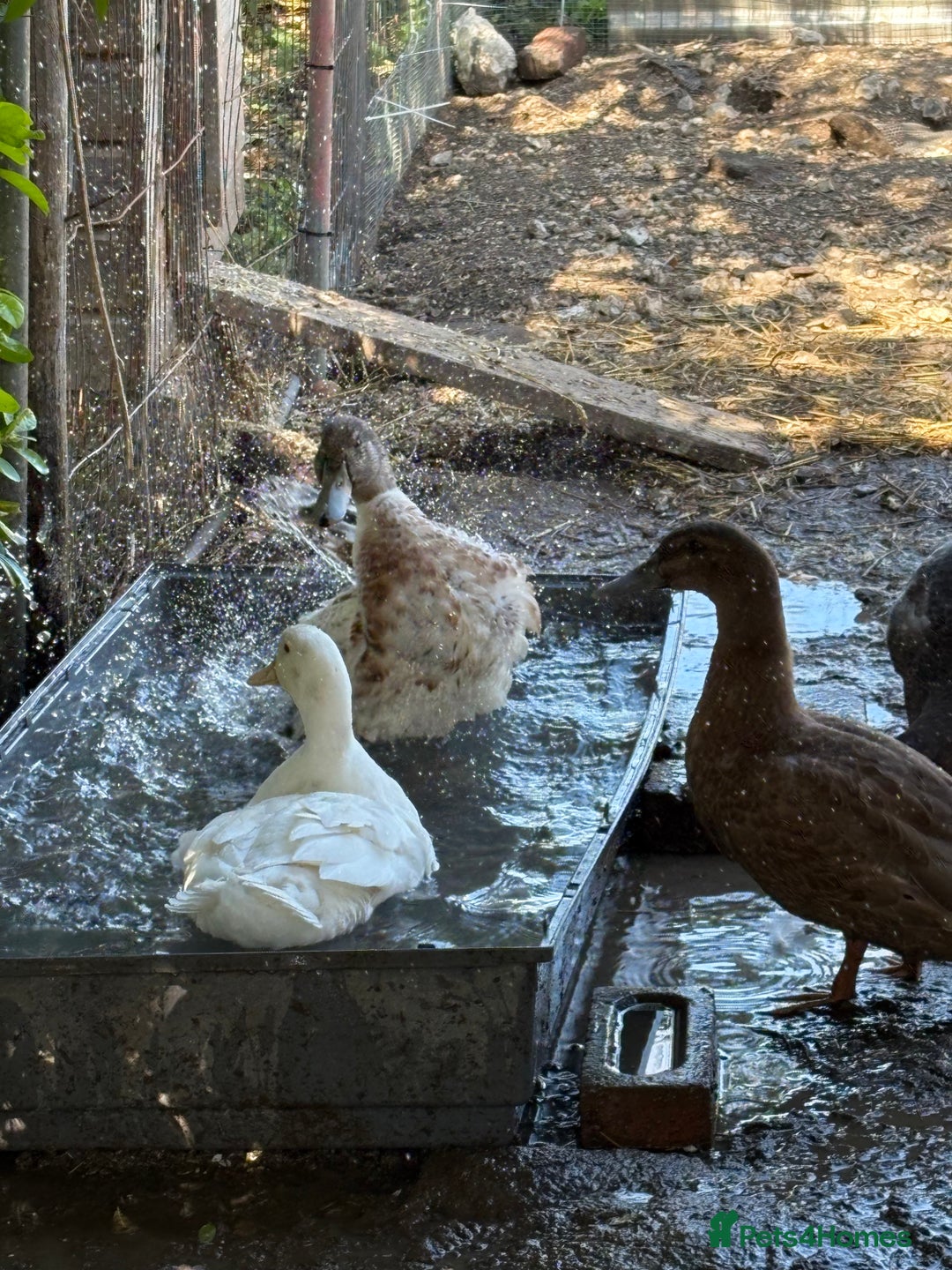 Ducks poultry for sale: Gorgeous cherry valley ducks  - Image 1
