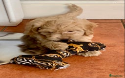 Cockapoo dogs for sale: F1 Cockapoo Puppies. READY NOW - Image 15