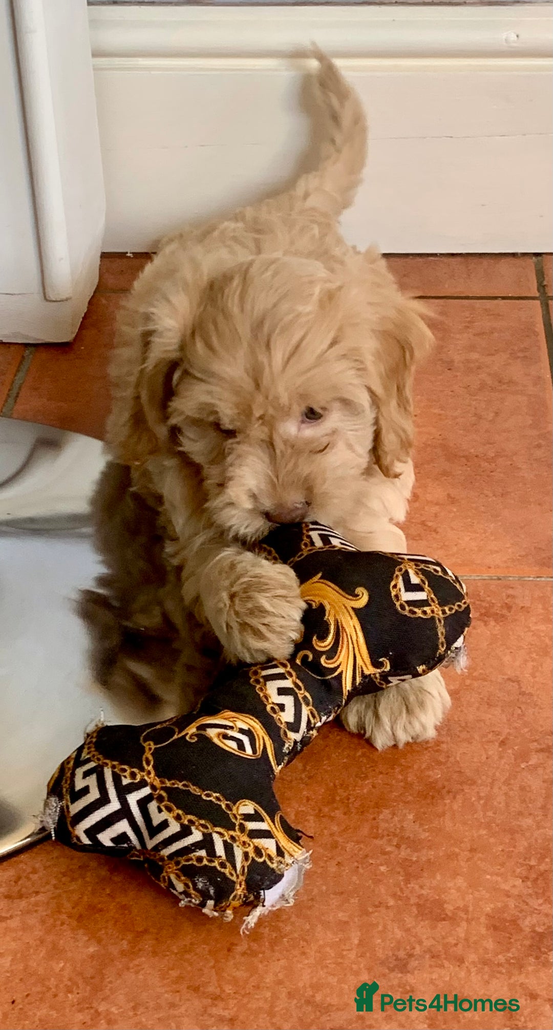 Cockapoo dogs for sale: F1 Cockapoo Puppies. READY NOW - Image 15