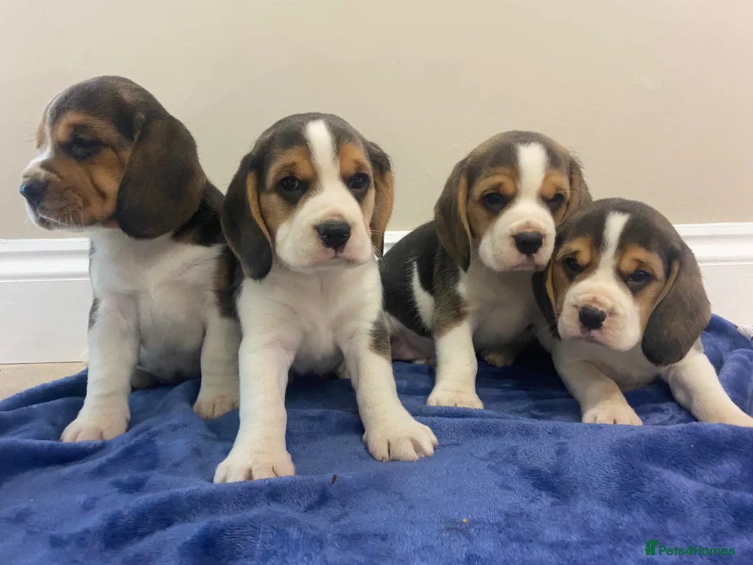 Beagle dogs for sale: Chunky friendly beagles  - Advert 36